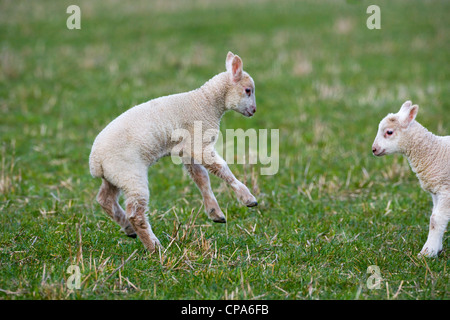 Frühjahr Lämmer spielen auf Wiese zur Osterzeit Stockfoto