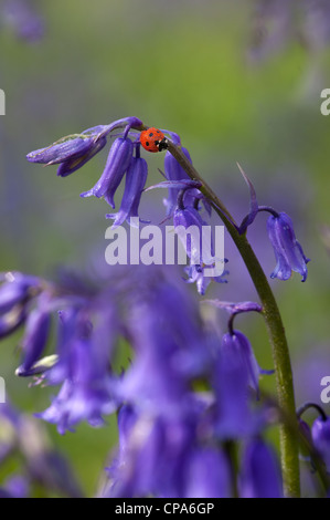 Ein Marienkäfer Coccinella punctata auf Bluebell Hyacinthoides non-scriptus in voller Blüte Teppich der Frühling Wald in den Chilterns Stockfoto