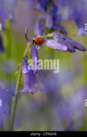 Ein Marienkäfer Coccinella punctata auf Bluebell Hyacinthoides non-scriptus in voller Blüte Teppich der Frühling Wald in den Chilterns Stockfoto