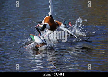 Gemeinsamen Brandgans (Tadorna Tadorna), Männchen kämpfen Stockfoto