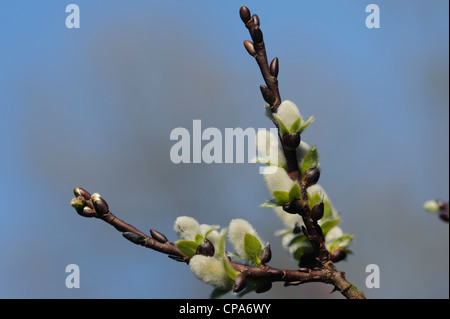 Hellebarde Weide (Salix Handsworthensis) Wehrhahnii, mit Kätzchen Stockfoto