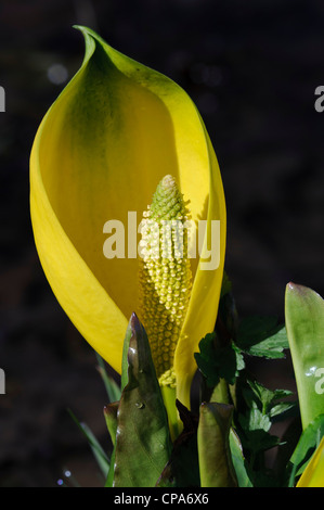 Amerikanische Skunk-Kohl (Lysichiton Americanus) Stockfoto