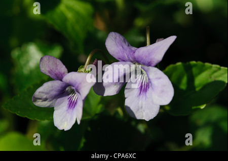 Gemeinsamen Hund Veilchen (Viola Riviniana) Stockfoto