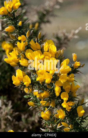 Gemeinsamen Stechginster (Ulex Europaeus), Blume detail Stockfoto
