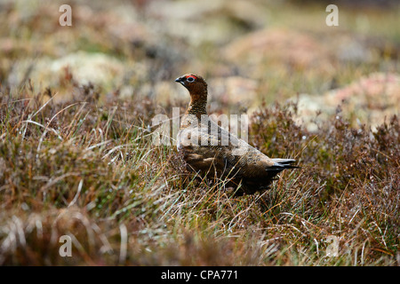 Moorschneehuhn (Lagopus lagopus scotica) Stockfoto