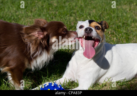 Hunde küssen Stockfoto