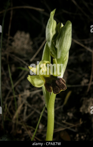 Bild: Steve Race - die düstere Biene Orchidee (Ophrys Fusca) wächst in Katalonien, Spanien. Stockfoto