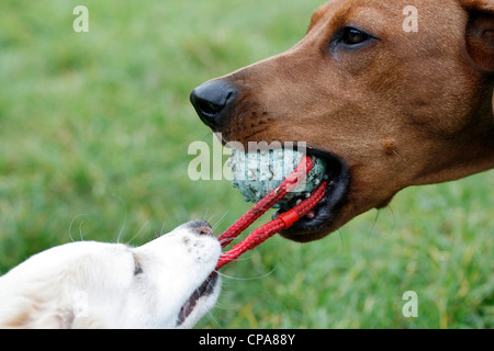 Zwei Hunde miteinander spielen Stockfoto