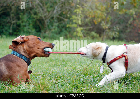 Zwei Hunde miteinander spielen Stockfoto