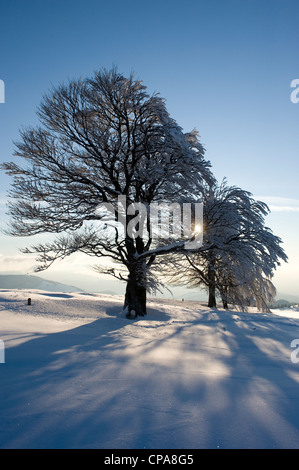 Winter auf dem Berg Schauinsland, Freiburg, Deutschland Stockfoto