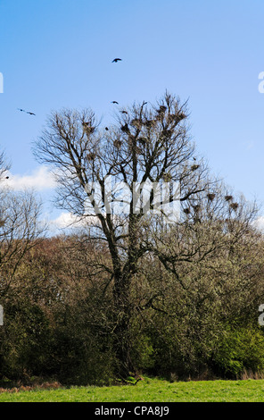 Eine Kolonie in den Bäumen auf den Norfolk Broads am Zielrechner, Norfolk, England, Vereinigtes Königreich. Stockfoto