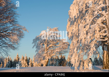 Winter auf dem Berg Schauinsland, Freiburg, Deutschland Stockfoto