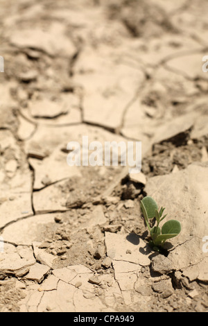 Knapper Vegetation in einem trockenen Bachbett, Tabernas, Spanien Stockfoto