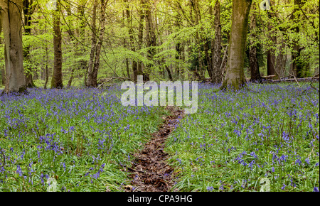 Glockenblumen (Hyacinthoides non-Scripta) in einem Wald in Surrey, England. Stockfoto