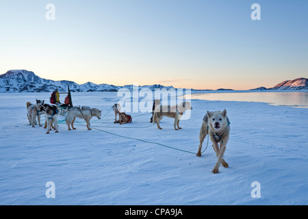 Huskies / Husky-Hundeteam zieht einen Schlitten - Grönland Stockfoto