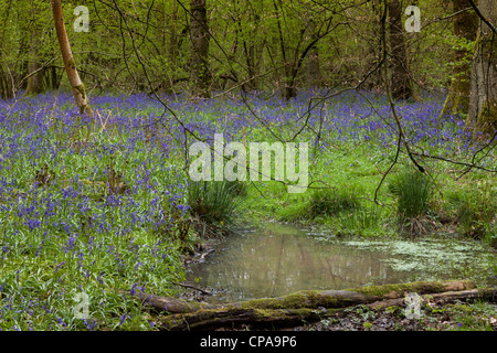 Glockenblumen (Hyacinthoides non-Scripta) in einem Wald in Surrey, England. Stockfoto