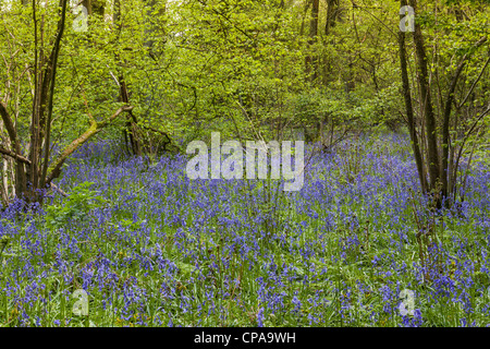 Glockenblumen (Hyacinthoides non-Scripta) in einem Wald in Surrey, England. Stockfoto