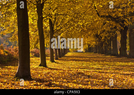 Lime Tree Avenue Herbst Clumber Park Nottinghamshire England UK GB EU Europa Stockfoto