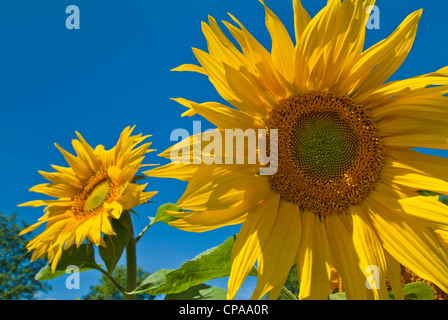 Sonnenblumen-England-UK-GB-EU-Europa Stockfoto