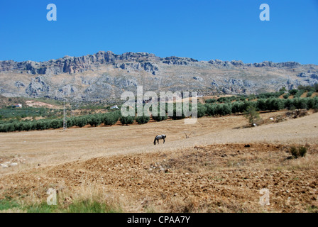 Pferde weiden im Feld mit El Torcal Bergen nach Westeuropa Rea, in der Nähe von Almogia, Andalusien, Spanien. Stockfoto