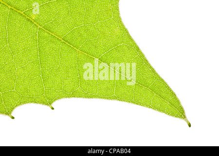 Frühlings-Ahorn Blatt nahe Makro-Detail. Stockfoto