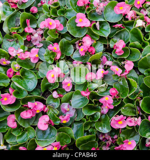 Rosa Begonia Semperflorens Pflanzen Stockfoto