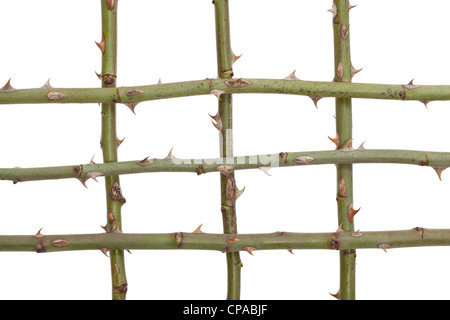 Rose auf weißem Hintergrund mit Spikes entstammen Stockfoto