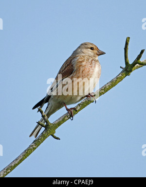 Hänfling thront auf Baum Stockfoto