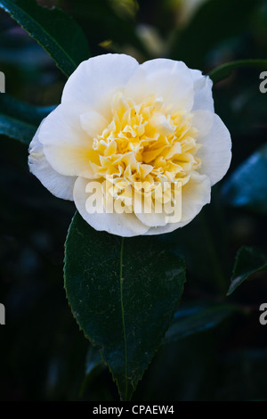 Ein Beispiel für Camellia X Williamsii Jury S gelb Stockfoto