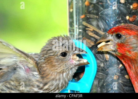 Bunte männlichen Haus Finch, füttert seine junge. Stockfoto