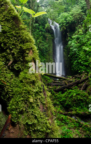 Wasserfall im Regenwald, La Amistad international park Stockfoto