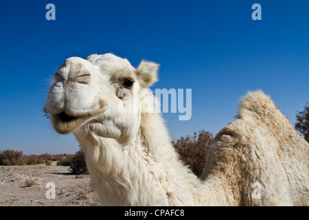 Kamel in der Wüste von Jordanien Stockfoto