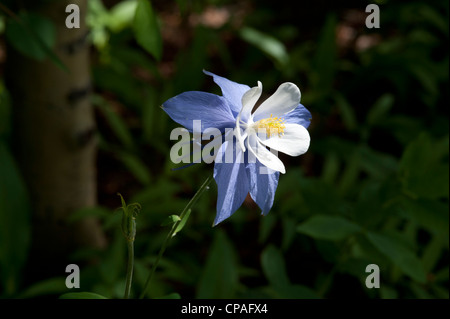 Colorado blaue Akelei (Aquilegia Coerulea), im Bundesstaat Colorado Blume. Stockfoto