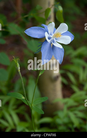 Colorado blaue Akelei (Aquilegia Coerulea), im Bundesstaat Colorado Blume. Stockfoto