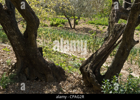 Padna, Slowenien, Dorf mit saisonalen Olivenöl Wein und Bauernhof produzieren Festivals - Kleinbetrieb-Landwirtschaft. Stockfoto