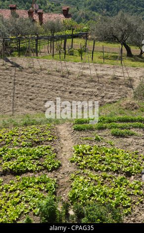 Padna, Slowenien, Dorf mit saisonalen Olivenöl Wein und Bauernhof produzieren Festivals - Kleinbetrieb-Landwirtschaft. Stockfoto