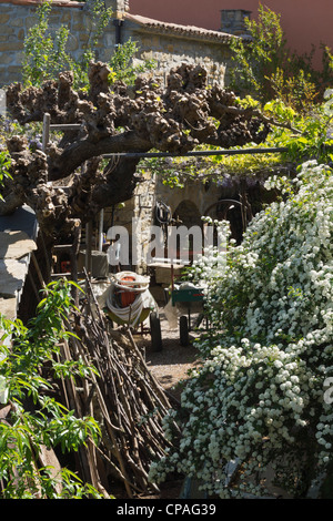 Padna, Slowenien, Dorf mit saisonalen Olivenöl Wein und Bauernhof produzieren feste - auf dem Hof eines alten Hauses. Stockfoto