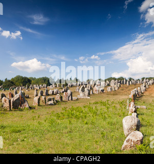 Einige der 3000 Menhire in Carnac, Bretagne, Frankreich Stockfoto