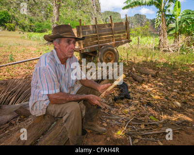 70-80 Jahre alten männlichen kubanischen Tabak Landwirt sitzt und arbeitet mit seinen Werkzeugen auf seiner Farm in Viñales, Kuba im westlichen Kuba. Stockfoto