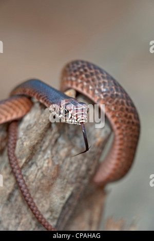 USA, Texas, Boykin Federn. Close-up of juvenile östlichen Abschreckung Schlange Spulen auf einen umgestürzten Baum Stockfoto
