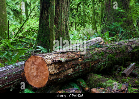 Ein frisch geschnittenen Protokoll in einem gemäßigten Regenwald auf Vancouver Island, Kanada Stockfoto