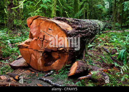Eine Riese des Waldes abgeholzt vor kurzem mit einer Kettensäge auf Vancouver Island, Kanada. Stockfoto