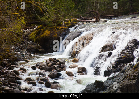 Teilansicht der Englishman River Falls in der Nähe von Parksville auf Vancouver Island, Kanada Stockfoto