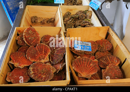 Frische Jakobsmuscheln und Austern auf dem Markt in Honfleur, Frankreich. Stockfoto