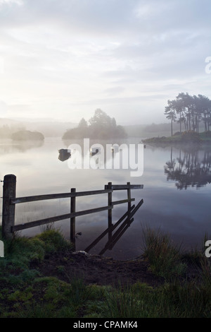 Drei Ruderboote auf Knapp Loch an einem nebligen Morgen, Kilmaholm in der Nähe von Paisley, Schottland. Stockfoto