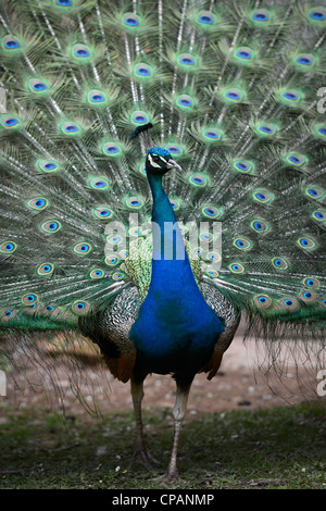 Ein Pfau seine Federn UK anzeigen Stockfoto