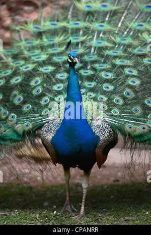 Ein Pfau seine Federn UK anzeigen Stockfoto