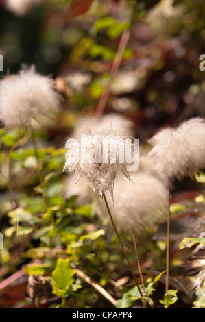 Attraktive Clematis Kletterer wispy flauschig weichen Köpfe schlanke Thread Wind Samenausbreitung Stockfoto