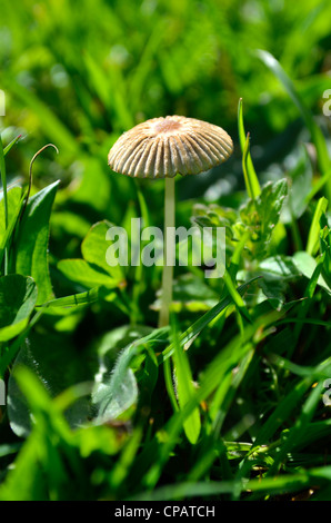 Fee Sonnenschirm Pilze wachsen in einer Wiese Stockfoto