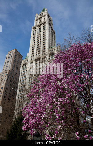 Woolworth Gebäude, entworfen von Cass Gilbert, 233 Broadway in Lower Manhattan, New York City Stockfoto